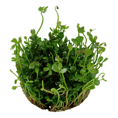 Marsilea hirsuta 1.2.Grow!