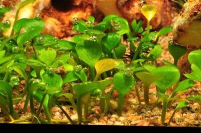 Marsilea hirsuta 1.2.Grow!