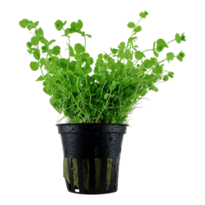 Micranthemum umbrosum - Tropica Potted