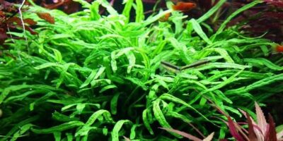 Microsorum pteropus ‘Trident’ – Tropica Potted 2