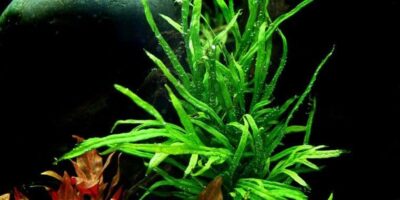 Microsorum pteropus ‘Trident’ – Tropica Potted 3