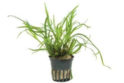 Microsorum pteropus ‘Trident’ – Tropica Potted 1