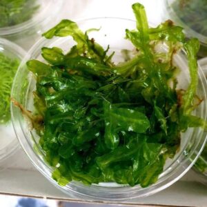 Monosolenium Tenerum 'pelia' moss - Portion