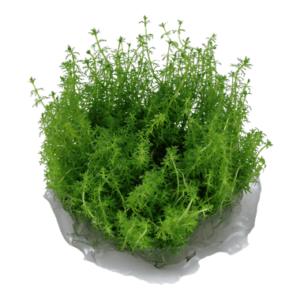 Myriophyllum 'Guyana' 1.2.Grow!