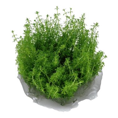 Myriophyllum 'Guyana' 1.2.Grow!