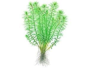 Myriophyllum 'Guyana' 1.2.Grow!