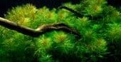 Myriophyllum mattogrossense - Tropica Potted