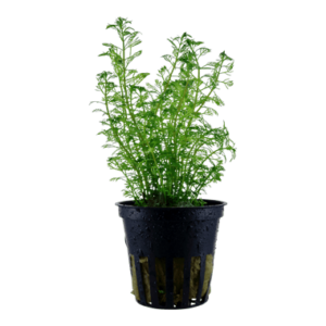 Myriophyllum mattogrossense - Tropica Potted