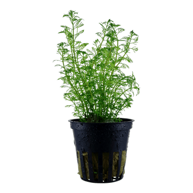 Myriophyllum mattogrossense - Tropica Potted