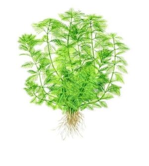 Myriophyllum mattogrossense - Tropica Potted