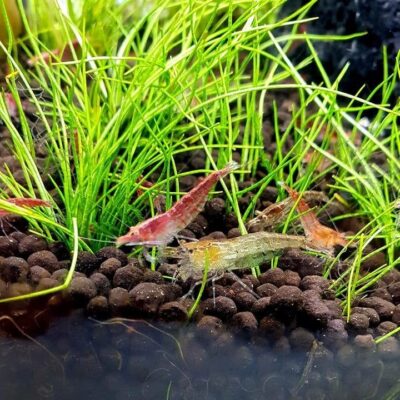 Neocaridina davidi 'Red' (Red Cherry Shrimp)