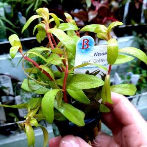 Nesaea pedicellata 'Golden' - Potted