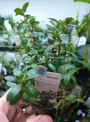 Nesea crassicaulis - Potted