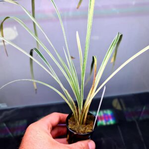 Ophiopogon Jubran Varigatus – Potted