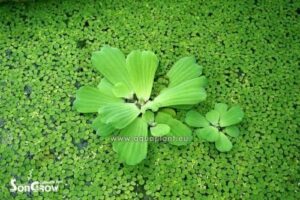 Pistia stratiotes - Water Lettuce - Single