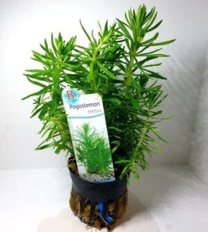 Pogostemon erectus – Potted Standard