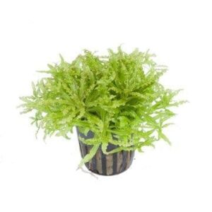 Pogostemon helferi - Tropica Potted