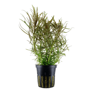 Pogostemon stellatus - Tropica Potted