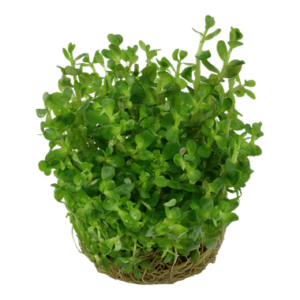 Rotala indica 'Bonsai' - 1.2.Grow!