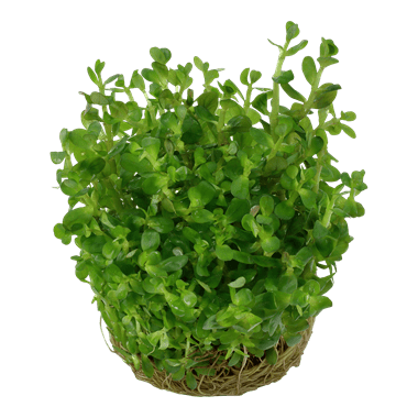 Rotala indica 'Bonsai' - 1.2.Grow!