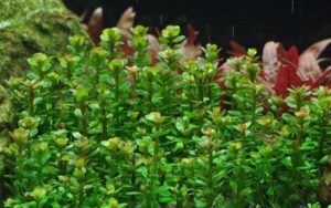 Rotala indica 'Bonsai' - 1.2.Grow!