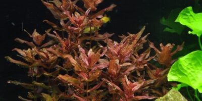 Rotala macrandra 1.2.Grow!