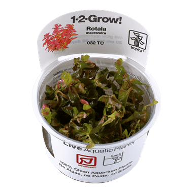 Rotala macrandra 1.2.Grow!