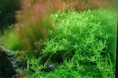 Rotala rotundifolia ‘Green’ 1.2.Grow! 2