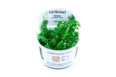 Rotala rotundifolia ‘Green’ 1.2.Grow! 1