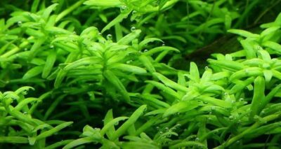 Rotala rotundifolia ‘Green’ 1.2.Grow! 3