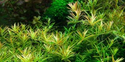 Rotala rotundifolia ‘H’ra’ 1.2.Grow! 3