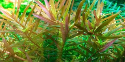 Rotala rotundifolia ‘H’ra’ 1.2.Grow! 4