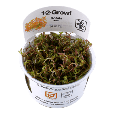 Rotala rotundifolia ‘H’ra’ 1.2.Grow! 1