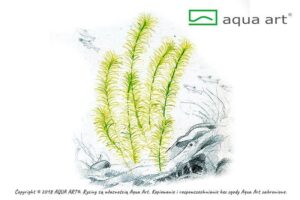 Rotala sp. 'Nanjenshan' - Aqua Art In-vitro