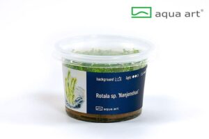 Rotala sp. ‘Nanjenshan’ – Aqua Art In-vitro