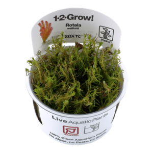 Rotala wallichii - 1.2.Grow!