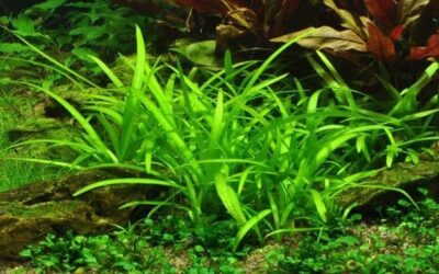 Sagittaria subulata - 1.2.Grow!