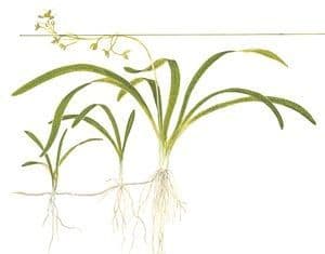 Sagittaria subulata - 1.2.Grow!