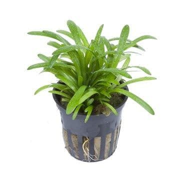 Sagittaria subulata - Potted