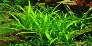 Sagittaria subulata - Potted