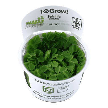 Salvinia minima – 1.2.Grow! 1