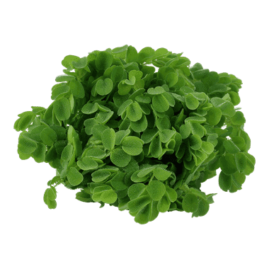 Salvinia minima – 1.2.Grow! 2