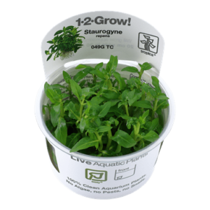 Staurogyne repens 1.2.Grow! 1