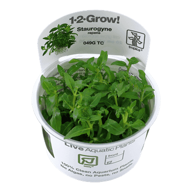 Staurogyne repens 1.2.Grow! 1