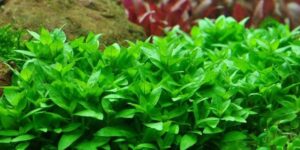 Staurogyne repens - Tropica Potted