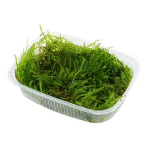 Taxiphyllum 'Spiky' Moss - Portion