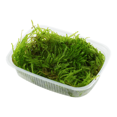 Taxiphyllum 'Spiky' Moss - Portion