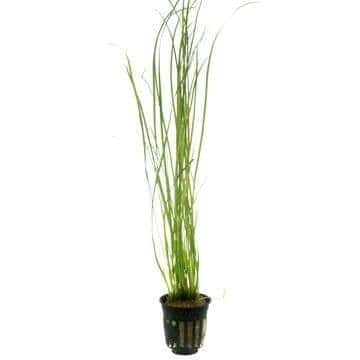 Vallisneria nana - potted