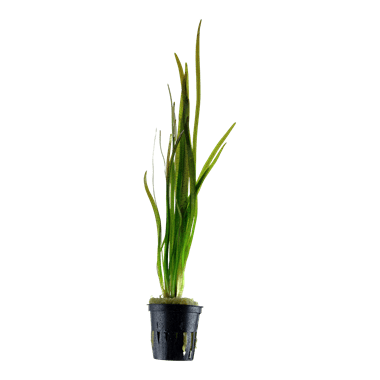 Vallisneria spiralis Red - AquaLine Potted