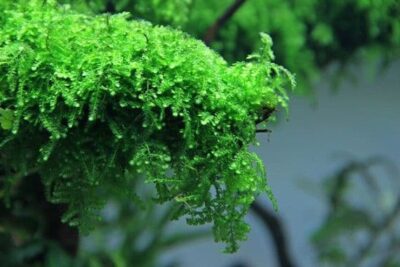 Vesicularia ferriei 'Weeping Moss' - Dennerle In-Vitro